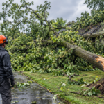 What Should You Do After a Tree Falls? Emergency Tree Service Guide