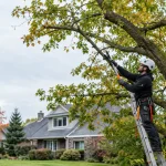 6 Important Signs It’s Time for Tree Trimming in Buffalo, NY